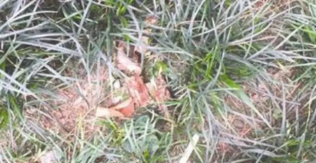 Five dogs were poisoned in four days. Life