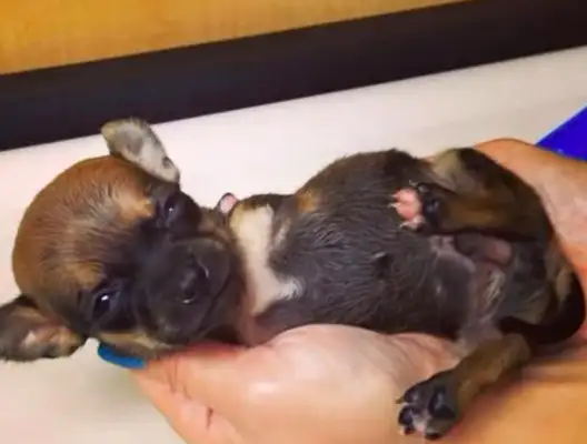 The dog's disability was dumped in a dumpster, the girl was picked up and rejected, and his behavior ended with Dad's acceptance