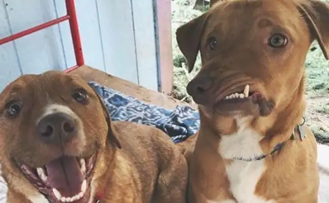 The deformed dog ran away and reborn