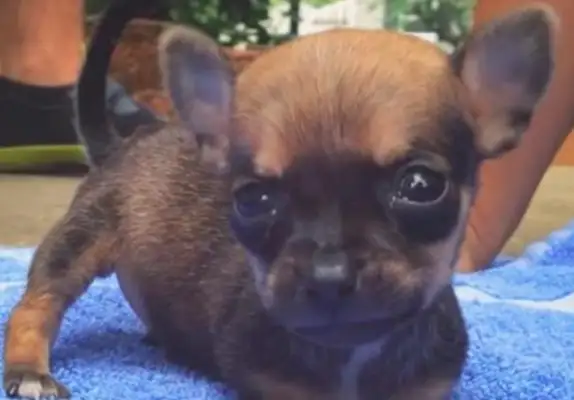 The dog's disability was dumped in a dumpster, the girl was picked up and rejected, and his behavior ended with Dad's acceptance