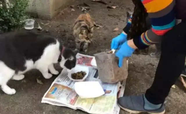 The Chinese grandmother gave her love, saved thousands of stray cats and dogs in 10 years, and kept resting during the epidemic