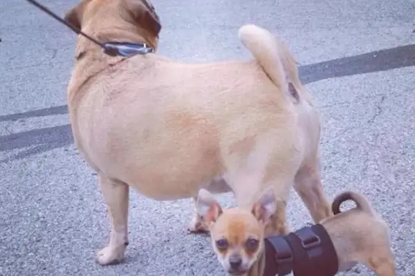 The dog's disability was dumped in a dumpster, the girl was picked up and rejected, and his behavior ended with Dad's acceptance