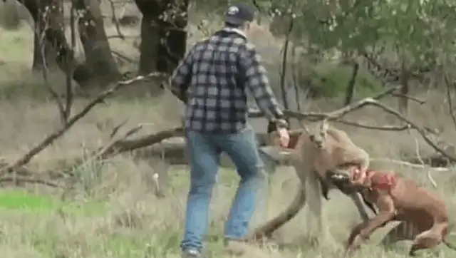 The dog was hijacked by kangaroo's throat to save the dog and kangaroo