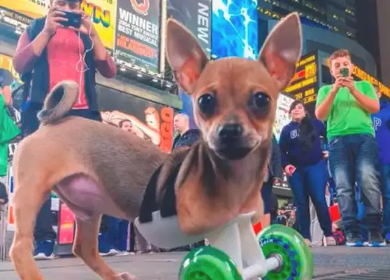 The dog's disability was dumped in a dumpster, the girl was picked up and rejected, and his behavior ended with Dad's acceptance