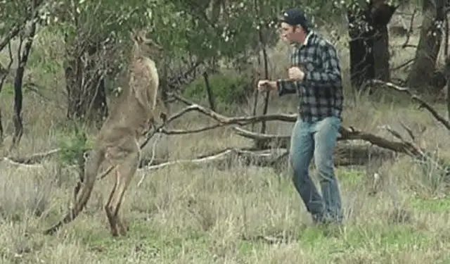The dog was hijacked by kangaroo's throat to save the dog and kangaroo