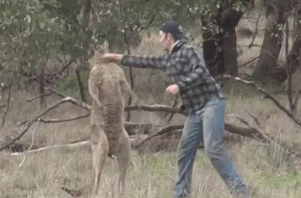 The dog was hijacked by kangaroo's throat to save the dog and kangaroo