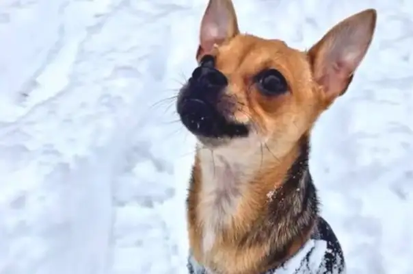 The dog's disability was dumped in a dumpster, the girl was picked up and rejected, and his behavior ended with Dad's acceptance