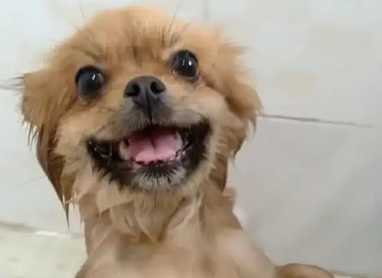 Dogs have a very good bath, each time they have to stand up straight and warm their smiles melt inside