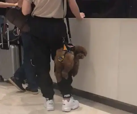 The master hangs the dog in the air, and the passers-by is good