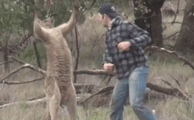 The dog was hijacked by kangaroo's throat to save the dog and kangaroo