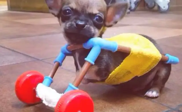 The dog's disability was dumped in a dumpster, the girl was picked up and rejected, and his behavior ended with Dad's acceptance