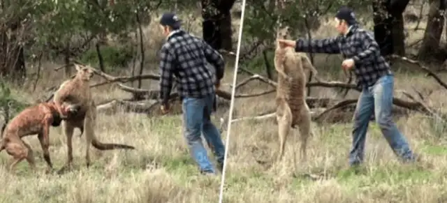 The dog was hijacked by kangaroo's throat to save the dog and kangaroo