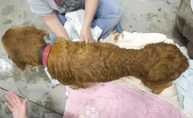 A bitch can't give birth to a calf without value, and his master is angry to destroy it