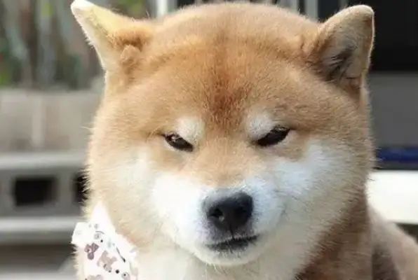I didn't expect you to be such a heartless dog! The real dog's friend, the dog: Be careful