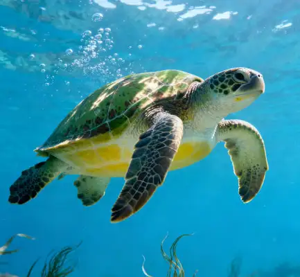 Tortoise sunback light selection and installation height
