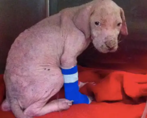 A man who's afraid of paying a dog for a cure is touched by the fact that he's making love for himself