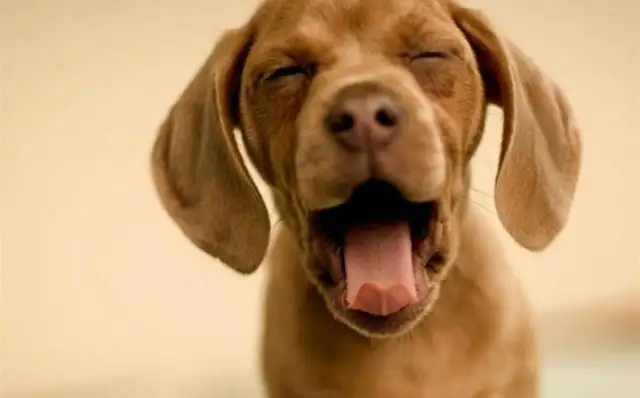 The dog doesn't know it stinks. He just wants to lick you