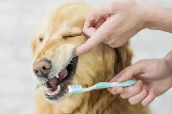 The dog doesn't know it stinks. He just wants to lick you