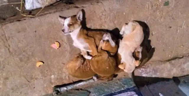 A stray dog who doesn't pay attention, starves to death
