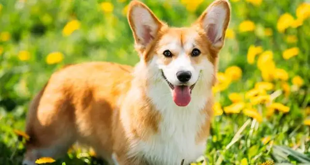 Don't put any more perfume on the dog! Make it five o'clock. It smells good every day
