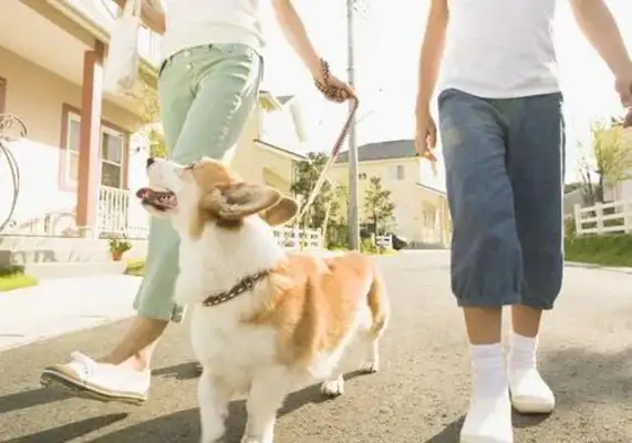 It's said that people who have dogs have these problems