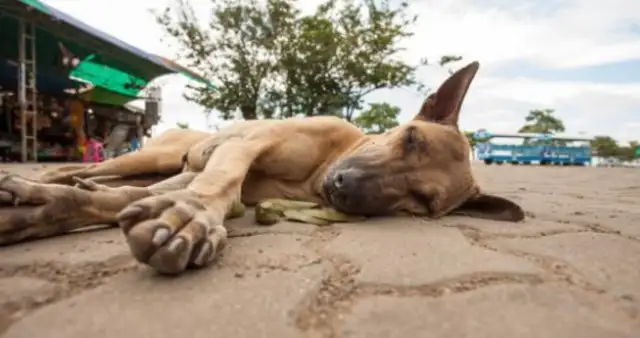 A stray dog who doesn't pay attention, starves to death