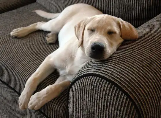 It's said that people who have dogs have these problems