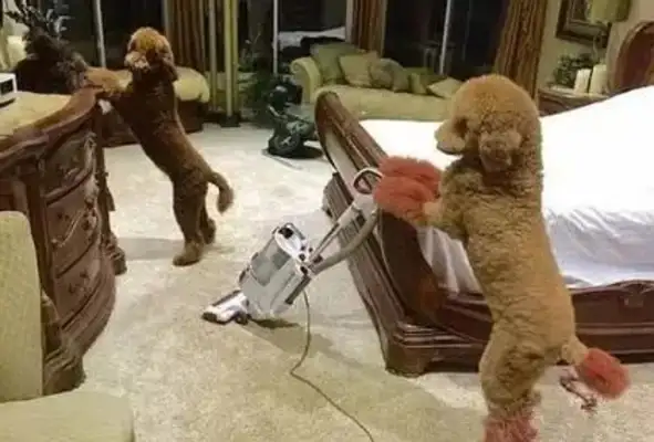 Two giant guests of the show, who used 10 photos to explain what was called the dog world