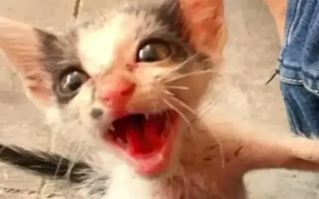 The little stray cat is fighting for food and a stray dog, and he's scared, but he doesn't back off