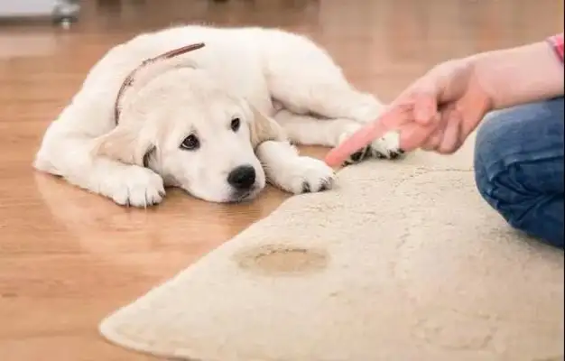 It's said that people who have dogs have these problems