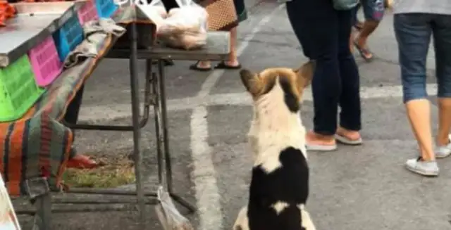 A stray dog who doesn't pay attention, starves to death