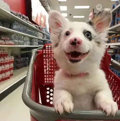 It's said that people who have dogs have these problems