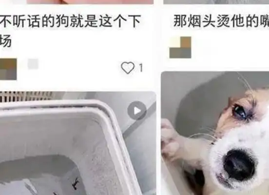 The dog was pulled out of his teeth and thrown into the washing machine: Locator Hill College, the user account was cancelled