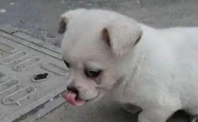 It's strange that stray dogs are lying down next to the hood every day, and it hurts when they know the truth