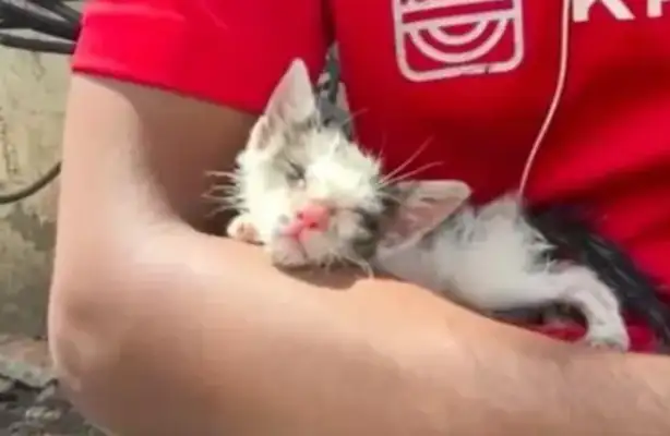 The little stray cat is fighting for food and a stray dog, and he's scared, but he doesn't back off