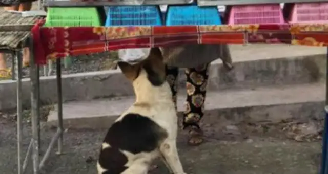 A stray dog who doesn't pay attention, starves to death