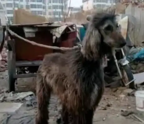 Strange news: Master picked up a stray dog in a dumpster, and when they grew up, they bought it