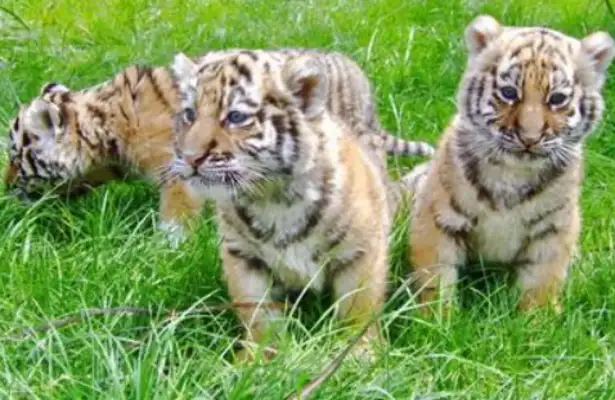 Quanzhou: The male lioness and lioness have given birth to the little lioness, and the mother of the tiger has no heart. Milk
