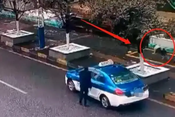 Guiyang's brother "kidnapping" a pet dog? Master dog: Too angry! I don't want to pay, I just want to find it