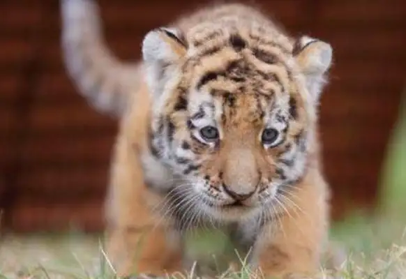 Quanzhou: The male lioness and lioness have given birth to the little lioness, and the mother of the tiger has no heart. Milk