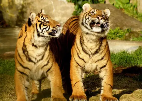 Quanzhou: The male lioness and lioness have given birth to the little lioness, and the mother of the tiger has no heart. Milk