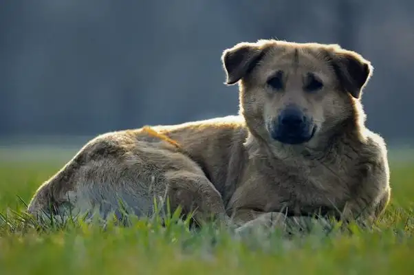 After an old man's illness, an adopted stray dog steals 50 eggs with his mouth, while the owner of the chicken farm weeps for food