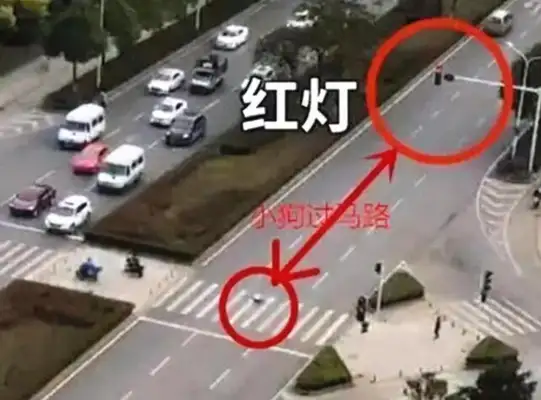 The dog ran into a red light and the owner claimed $180,000? The traffic cop's got a big hand
