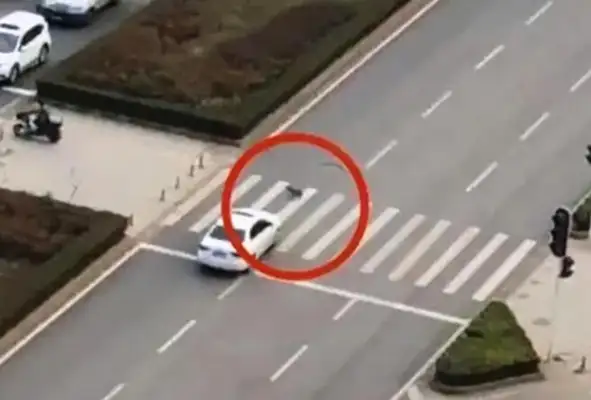 The dog ran into a red light and the owner claimed $180,000? The traffic cop's got a big hand
