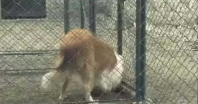 The dog was sold by the master to see the little master better and fled from the cage!