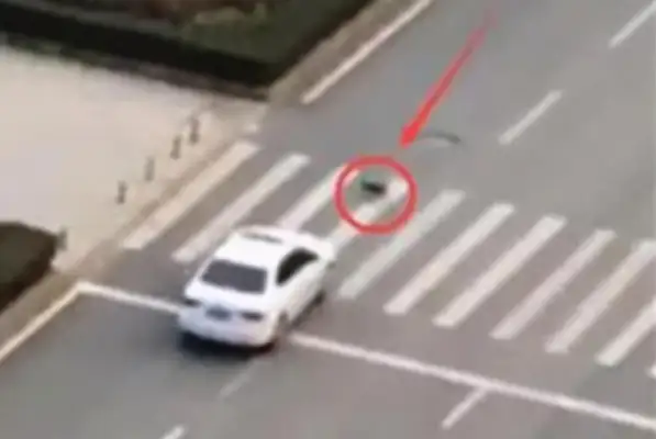 The dog ran into a red light and the owner claimed $180,000? The traffic cop's got a big hand