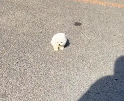 There's a storm coming, and the dog's been blown over the floor, and it's so sad and funny