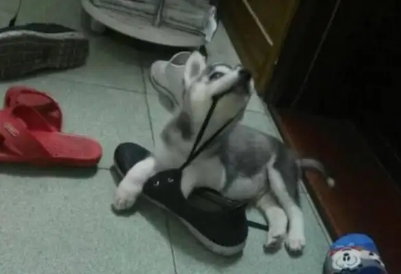 A friend of the Internet, who liked his family's dog, suggested it to him for a few days, but he felt very sorry for it