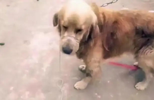 The dog was tied to the park's trough for three days