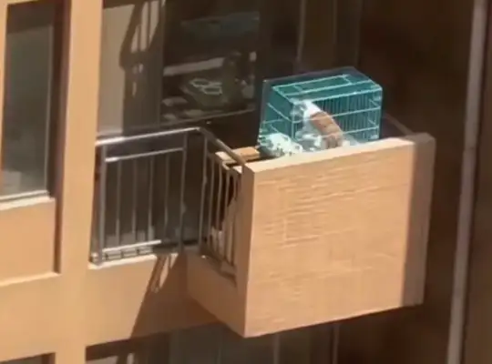 The dog was tied to the balcony and screaming, Net: It's gonna burn to death;